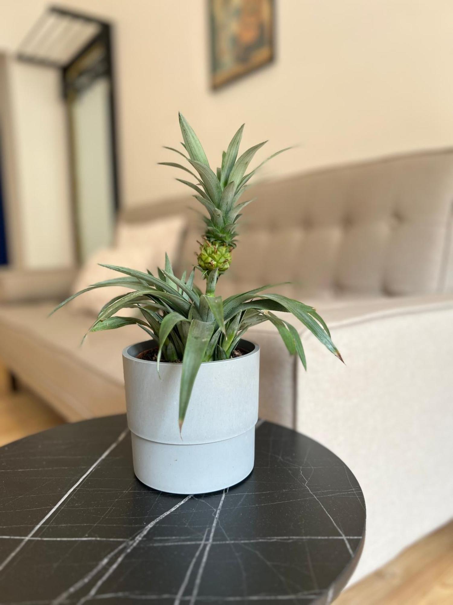 Modern I Cosy & Aparthotel Koblenz (Rhineland-Palatinate)
